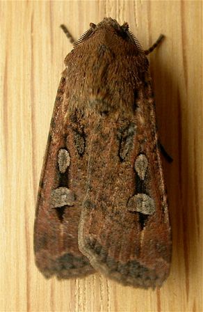 Night-flying Bogong moth